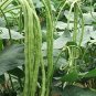 20 PCS Seeds Chinese Green Long Cowpea Vegetable