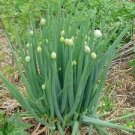 1000 PCS Seeds Chinese Green Onion Fresh Vegetables Welsh Onion Scallion 1000 PCS Seeds Chinese Green Onion Fresh Vegetables Welsh Onion Scallion