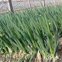 1000 PCS Seeds Chinese Green Onion Fresh Vegetables Welsh Onion Scallion
