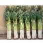 1000 PCS Seeds Chinese Green Onion Fresh Vegetables Welsh Onion Scallion