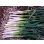 1000 PCS Seeds Chinese Green Onion Fresh Vegetables Welsh Onion Scallion