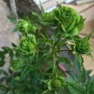 50 PCS Seeds Chinese Green Rose Bush Seedling Seed Rosa Chinensis Flower 50 PCS Seeds Chinese Green Rose Bush Seedling Seed Rosa Chinensis Flower