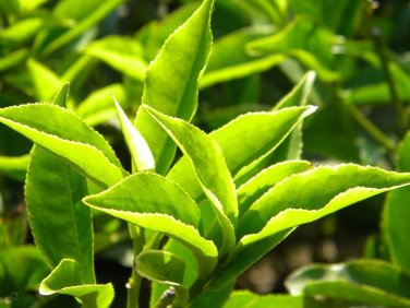 5 PCS Seeds Chinese Green Tea Tree Bonsai Plant DIY Healthy Bonsai Tea
