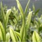 5 PCS Seeds Chinese Green Tea Tree Bonsai Plant DIY Healthy Bonsai Tea