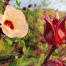 20 PCS Seeds Chinese Hibiscus sabdariffa Roselle Herbal Bonsai 20 PCS Seeds Chinese Hibiscus sabdariffa Roselle Herbal Bonsai