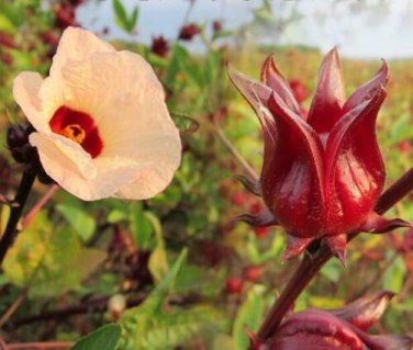 20 PCS Seeds Chinese Hibiscus sabdariffa Roselle Herbal Bonsai