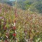20 PCS Seeds Chinese Hibiscus sabdariffa Roselle Herbal Bonsai