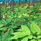6 PCS Seeds Chinese Korean Panax Ginseng 6 PCS Seeds Chinese Korean Panax Ginseng
