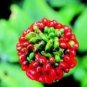 6 PCS Seeds Chinese Korean Panax Ginseng