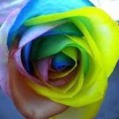 50 PCS Seeds Chinese New Rare Small Rainbow Rose Shrub Flower 50 PCS Seeds Chinese New Rare Small Rainbow Rose Shrub Flower