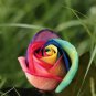 50 PCS Seeds Chinese New Rare Small Rainbow Rose Shrub Flower
