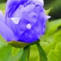 20 PCS Seeds Chinese Paeonia Suffruticosa Peony Light Blue Double Flowers Ball Type