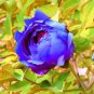 20 PCS Seeds Chinese Paeonia Suffruticosa Peony Light Blue Double Flowers Ball Type