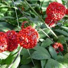 500 PCS Seeds Chinese Panax Notoginseng Pseudo ginseng 500 PCS Seeds Chinese Panax Notoginseng Pseudo ginseng