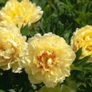 10 PCS Seeds Chinese Peony Flower Seeds Mixed Red Yellow Light Pink 10 PCS Seeds Chinese Peony Flower Seeds Mixed Red Yellow Light Pink