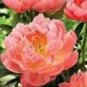 10 PCS Seeds Chinese Peony Flower Seeds Mixed Red Yellow Light Pink