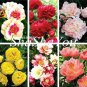 10 PCS Seeds Chinese Peony Flower Seeds Mixed Red Yellow Light Pink