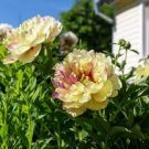 10 PCS Seeds Chinese Peony Flowers Seeds Light Orange Flowers 10 PCS Seeds Chinese Peony Flowers Seeds Light Orange Flowers