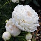 5 PCS Seeds Chinese Peony Mixed 4 Types Fully White Double Petals Flowers
