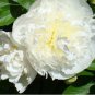 5 PCS Seeds Chinese Peony Mixed 4 Types Fully White Double Petals Flowers
