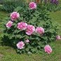10 PCS Seeds Chinese Peony Seeds Light Pink Ball Flowers
