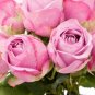 10 PCS Seeds Chinese Peony Seeds Light Pink Ball Flowers