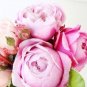10 PCS Seeds Chinese Peony Seeds Light Pink Ball Flowers