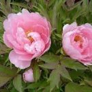 10 PCS Seeds Chinese Peony Seeds Mixed Red Pink Light Pink Purple Bicolor Flowers 10 PCS Seeds Chinese Peony Seeds Mixed Red Pink Light Pink Purple Bicolor Flowers
