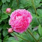 10 PCS Seeds Chinese Peony Seeds Mixed Rose Red Light Pink Whitish Pink Ball Flowers 10 PCS Seeds Chinese Peony Seeds Mixed Rose Red Light Pink Whitish Pink Ball Flowers
