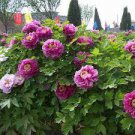 10 PCS Seeds Chinese Peony Tree