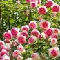 10 PCS Seeds Chinese Peony Tree