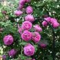 10 PCS Seeds Chinese Peony Tree