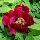 10 PCS Seeds Chinese Peony Red Tree