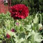 10 PCS Seeds Chinese Peony Red Tree