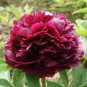10 PCS Seeds Chinese Peony Red Tree