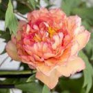30 PCS Seeds Chinese Peony Tree