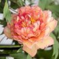 30 PCS Seeds Chinese Peony Tree