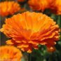 30 PCS Seeds Chinese Peony Tree