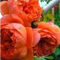 30 PCS Seeds Chinese Peony Tree