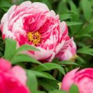 10 PCS Seeds Chinese Peony Tree Rose Pink Double Flowers 10 PCS Seeds Chinese Peony Tree Rose Pink Double Flowers