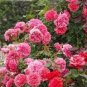 10 PCS Seeds Chinese Peony Tree Rose Pink Double Flowers