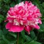 10 PCS Seeds Chinese Peony Tree Rose Pink Double Flowers
