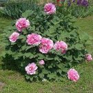 10 PCS Seeds Chinese Peony Tree Seeds - Light Pink Double Flowers Ball Type 10 PCS Seeds Chinese Peony Tree Seeds - Light Pink Double Flowers Ball Type