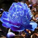 10 PCS Seeds Chinese Peony Tree Seeds Blue Double Flowers