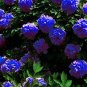 10 PCS Seeds Chinese Peony Tree Seeds Blue Double Flowers