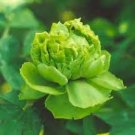 20 PCS Seeds Chinese Peony Tree Seeds Light Green Ball Type Flowers 20 PCS Seeds Chinese Peony Tree Seeds Light Green Ball Type Flowers