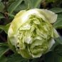 20 PCS Seeds Chinese Peony Tree Seeds Light Green Ball Type Flowers