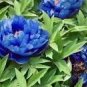 10 PCS Seeds Chinese Rare and Precious Species of Blue Peony Flower Bonsai