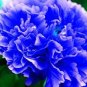 10 PCS Seeds Chinese Rare and Precious Species of Blue Peony Flower Bonsai