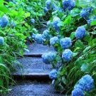 10 PCS Seeds Chinese Rare and Precious Species of Blue Peony Flower Bonsai
